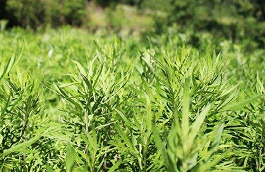 夏季炎熱，是否可以進行熏艾呢？